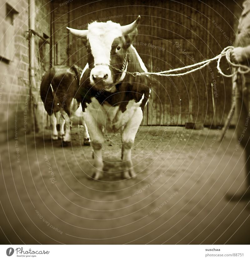 gustaf knut, the easter ox .. Cow Barn Farm Farmer Agriculture Bull Cowshed Mammal rindvie insemination