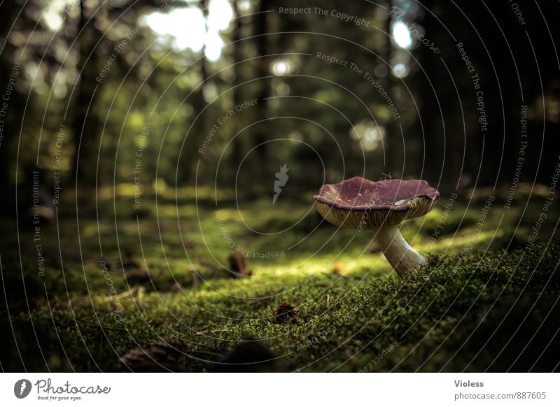 moss-covered forest floor Shallow depth of field Blur Copy Space left Deserted Mushroom cap forest soils green Plant Moss Forest conceit Fantastic Landscape