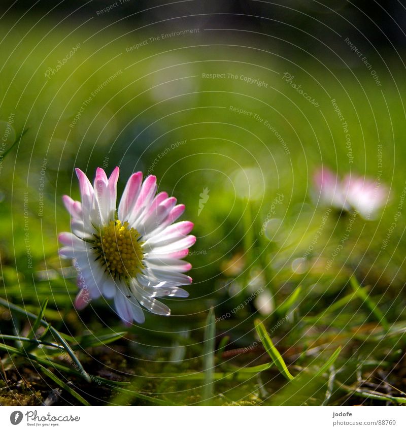 *le printemps* Flower Blossom Blossom leave Daisy Yellow White Pink Green Grass Blade of grass Green space Foreground Background picture Lighting Illuminate