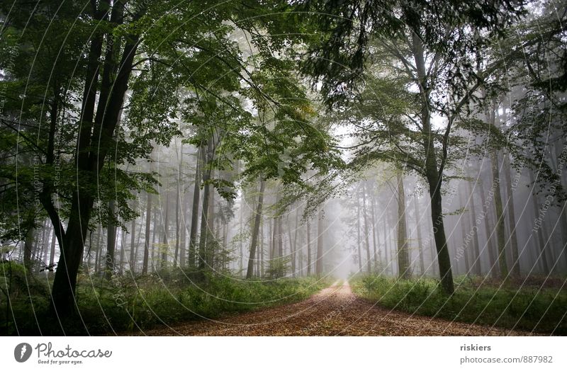 cloud forest Environment Nature Plant Autumn Weather Fog Forest Dark Cold Natural Brown Green Trust Safety Calm Idyll Tree Lanes & trails Colour photo
