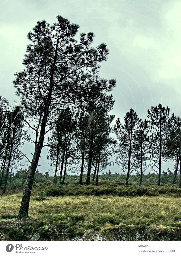 pinaceae II Tree Forest Branchage Coniferous trees Clearing Bad weather Dark Cold Hiking Doomed Calm Pine Twig Treetop Clouds Nature Mountain