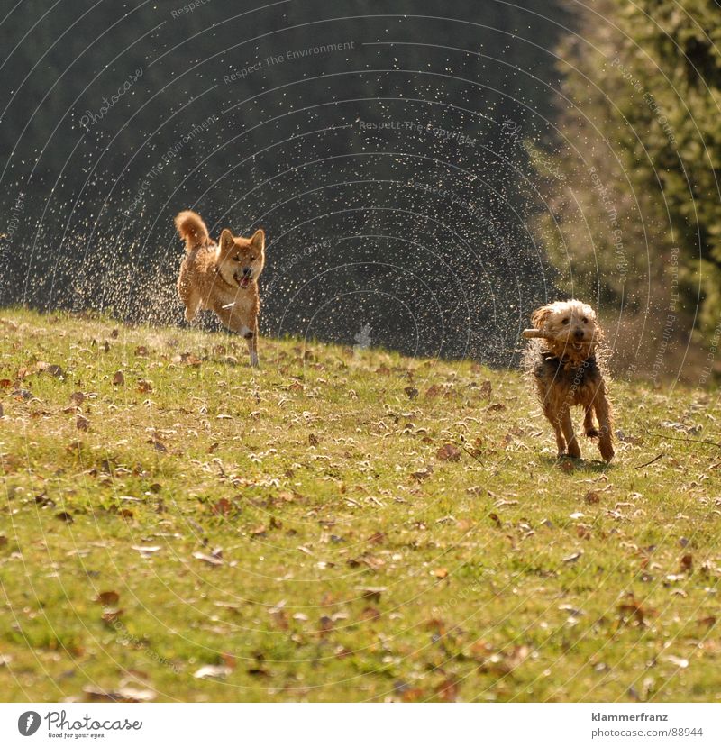 Followers on the heels - Part 1 Dog Animal Pet Japan Movement Driving Hundred-metre sprint Top speed Pursue Ambush Playing Wet Damp Drops of water Perspiration