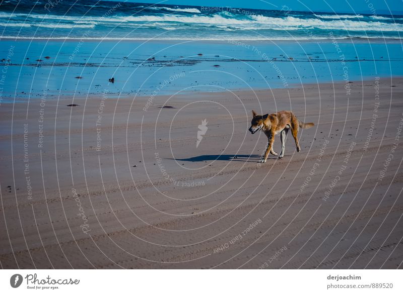 Encounter with a dingo on the beach of Fraser Island. In the background white crests and blue sea. Running" Dingo" at the beach of Fraser Island at the east coast of Queensland / Australia
