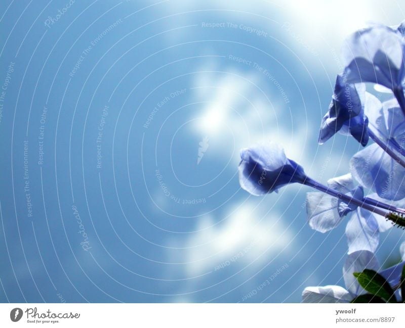 blue flowers Sky