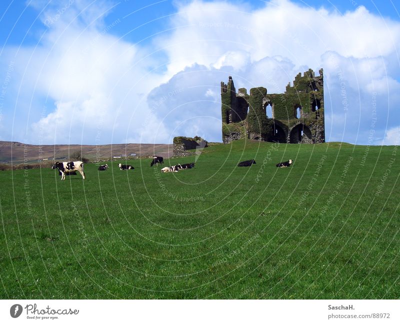 castle ruin Ruin Grass Green Meadow Cow Exterior shot Clouds Kerry Derelict Castle Landscape Ireland Ballycarberry Castle