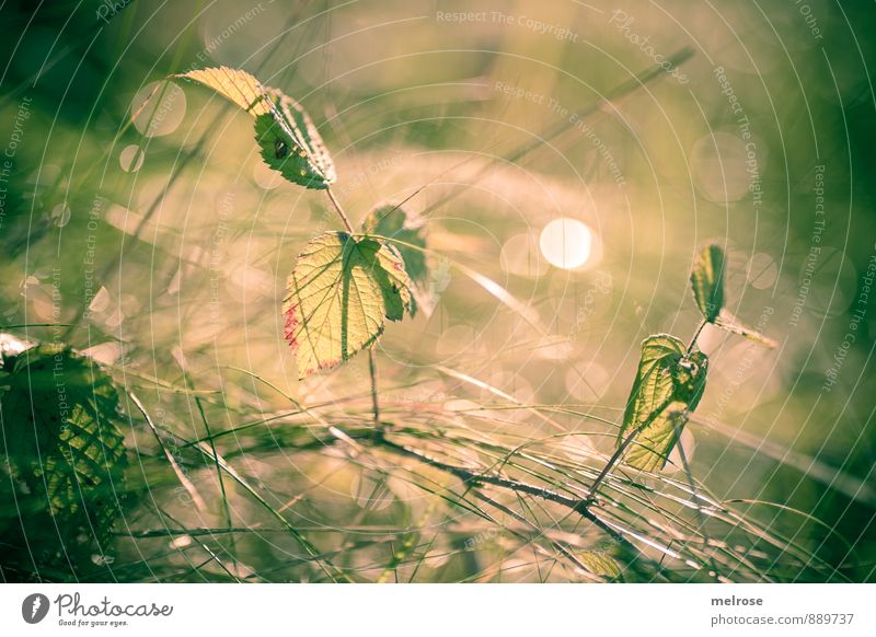 backlight Nature Plant Sunlight Summer Beautiful weather Leaf Foliage plant leaves grasses blade of grass Branch branches Field Forest Illuminate Growth Bright