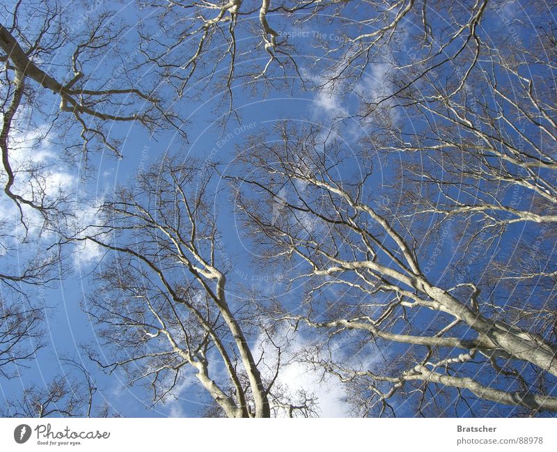 Six Feet Under Tree Clouds Dream Relaxation Vacation & Travel Switch off Autumn Altocumulus floccus Longing Vertigo Spain Cumulus Transience Sky Retirement elm