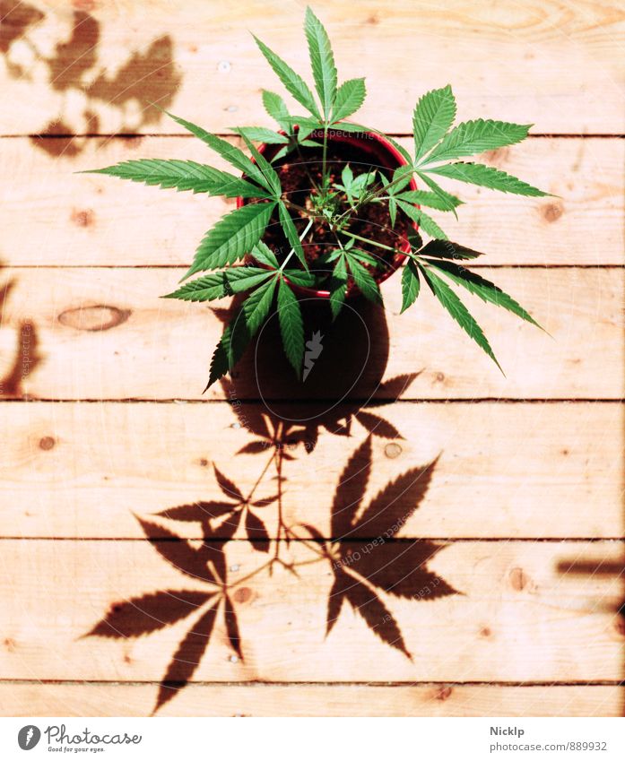 young hemp plant (cannabis) in sunlight on light wooden planks - that grows something ...so green Cannabis Grass Hemp Marijuana thc cbd legalization