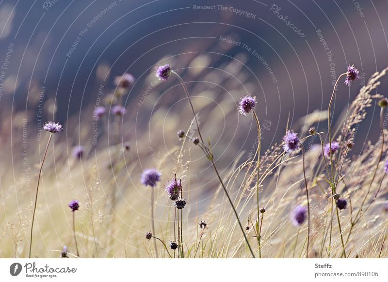 Flora of the North in Scotland Nordic Nordic romanticism Nordic nature Nordic wild plants northern landscape Nordic plants Summer in Scotland