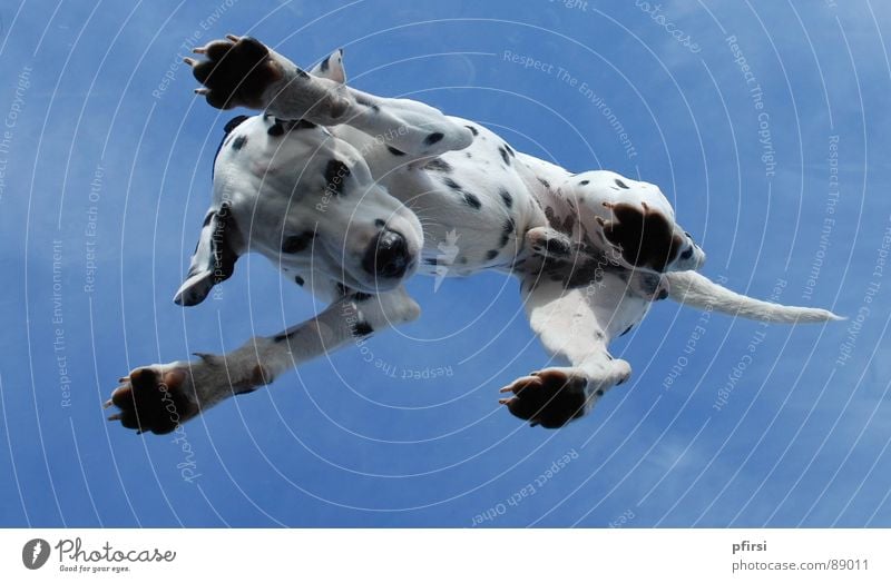Dog from below - 5 Dalmatian Worm's-eye view Skylight Pane Animal Pet Mammal dalmation Point Patch Dappled Above