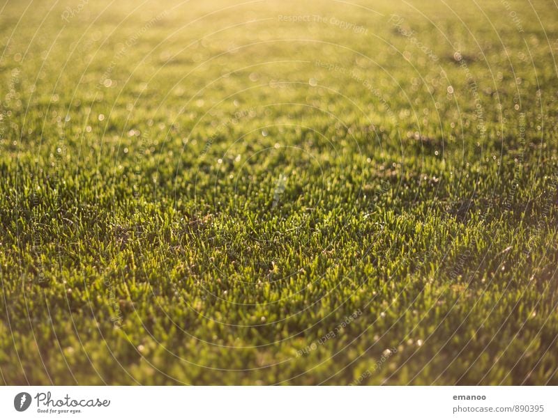 rain lawn Nature Landscape Plant Water Sunlight Spring Summer Climate Weather Beautiful weather Rain Grass Garden Park Meadow Soft Gold Green Mow the lawn Damp