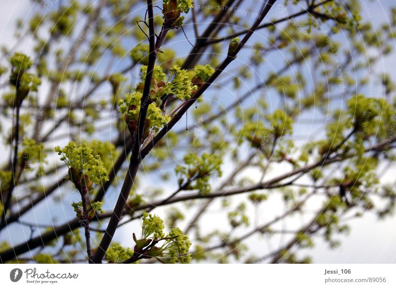 spring mood Spring Green Tree Calm Blossom Air Blossoming Sky Branch Nature
