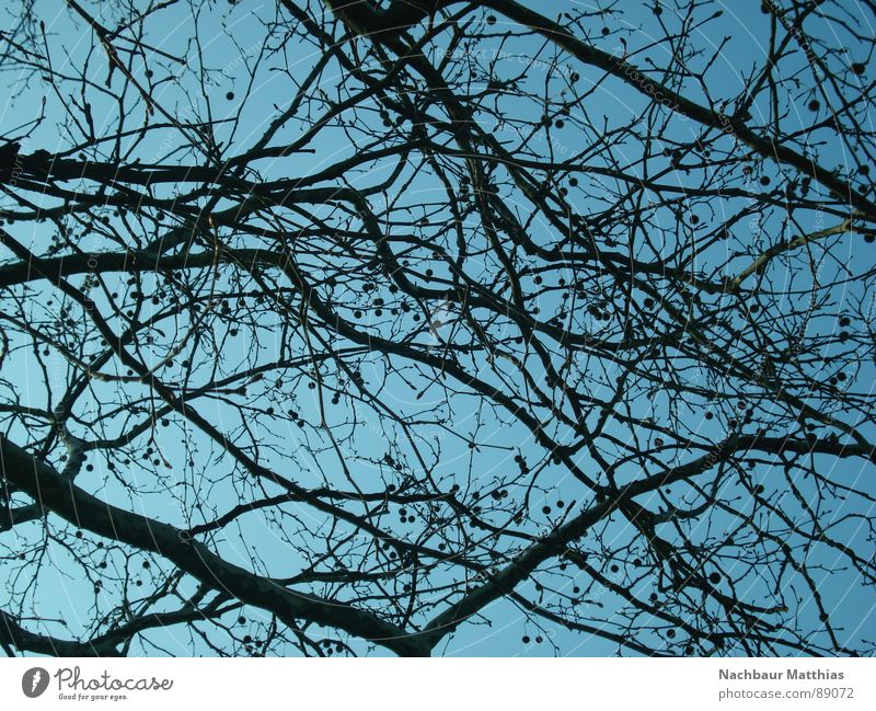 point by point Tree Muddled Chaos Summer Spring Branch Sky Blue ramified Nature
