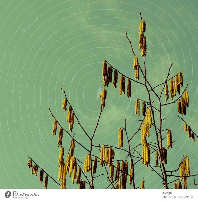 early bloomers Hazelnut Tree Spring flowering plant Clouds Blossom Growth Maturing time Propagation Fertilization more bloomy Blossoming Sky Branch Twig