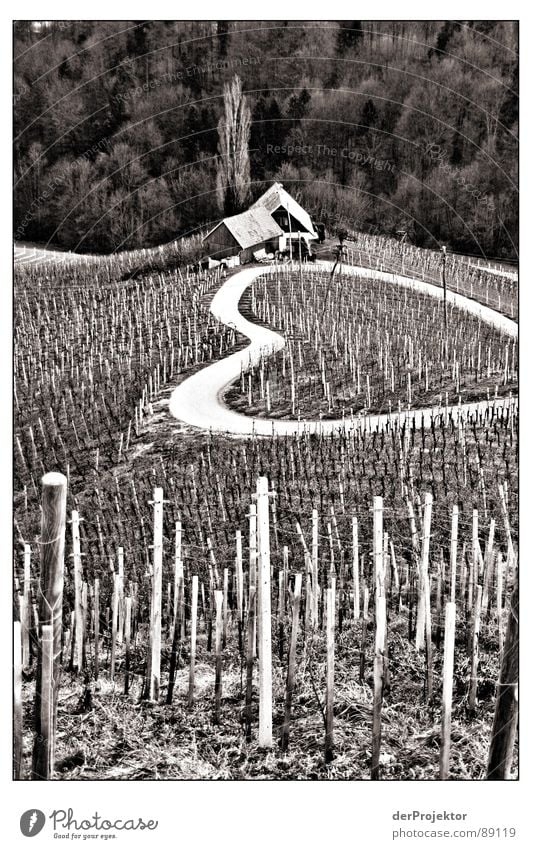 Street of Love Slovenia Vineyard Wine growing Winter January Nostalgia Black & white photo Heart Pain