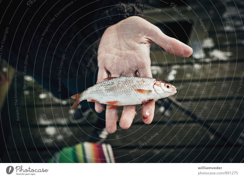 rudd in the hand Fish Meditation Leisure and hobbies Fishing (Angle) Vacation & Travel Tourism Adventure Camping Summer vacation Nature Animal 1 Success Life