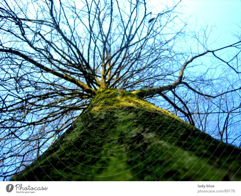 look up Tree Spring Large Green Wood Environment Calm Power Force Sky Blue Nature Size Energy industry Tall Blue sky Hair and hairstyles Beautiful weather