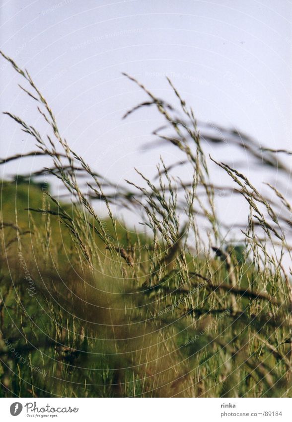 pasture Spring Green Meadow Blade of grass Blue sky Freedom Nature Wind