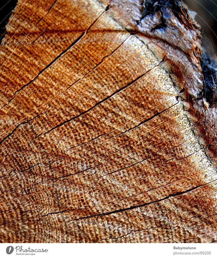 pure nature Wood Tree Pattern Tree bark Tree trunk Brown Nature Line