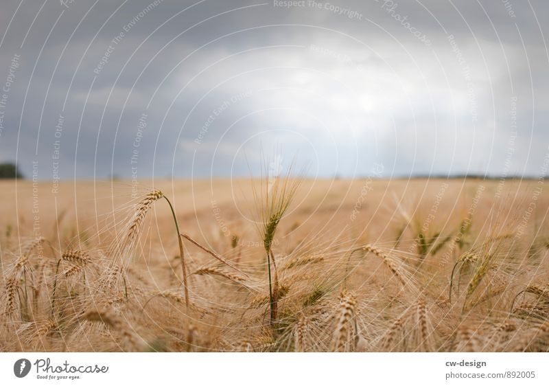 Golden ear of corn Environment Nature Landscape Plant Sky Clouds Storm clouds Sunlight Summer Weather Beautiful weather Bad weather Field Hill Kitsch Delicious