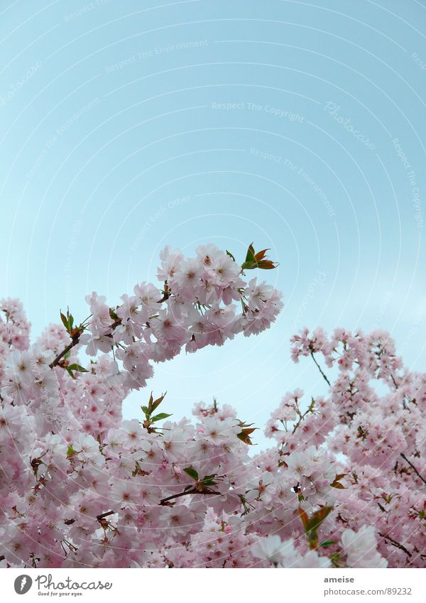 Sakura I Cherry blossom Clouds Pink White Alster Flower Spring sakura Japanese cherry blossom Nature Sky Blue