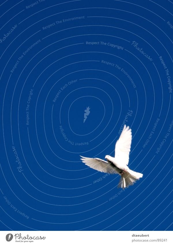 holy spirit Pigeon White Symbols and metaphors Dove of peace Peace Bird Religion and faith white dove Blue Sky Holy Spirit Flying Freedom deafened