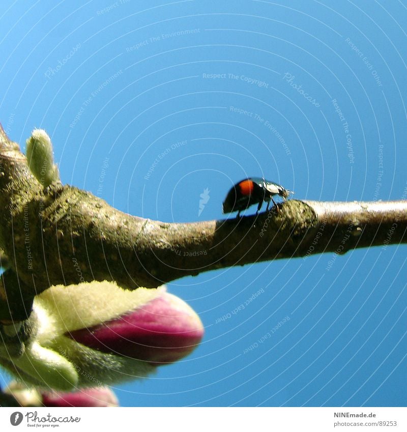 toddler beetle Ladybird Green Pink Magnolia plants Brown Black Red Reckless Dangerous Small Blossom Blossoming Golden section Crawl Spotted Cute Brave Tree Joy