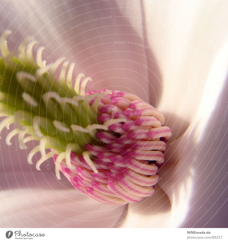 Miniananas? I Pink Green White Magnolia plants Blossom Thorny Light Light and shadow Multicoloured Near Macro (Extreme close-up) Interesting Lighting Fruit