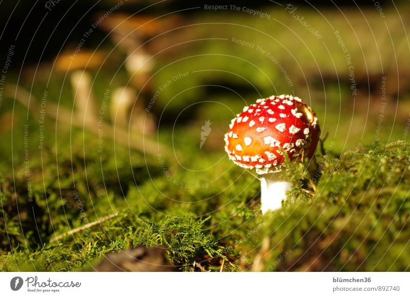 In the fairytale forest Nature Autumn Plant Moss Amanita mushroom Mushroom Mushroom cap Forest Stand Growth Threat Natural Round Beautiful Green Red White
