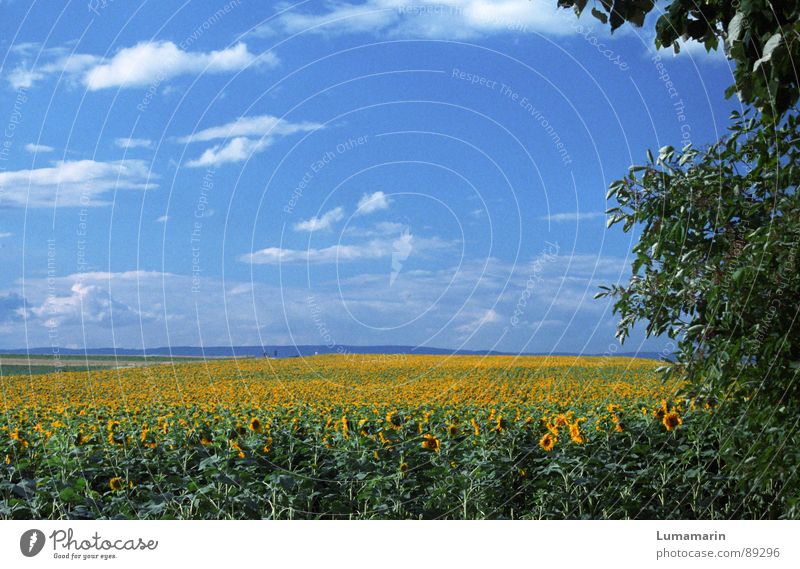 friendly view II Summer Nature Landscape Sky Horizon Flower Field Blue Yellow Green Sunflower Colour photo Exterior shot Deserted Copy Space top Day