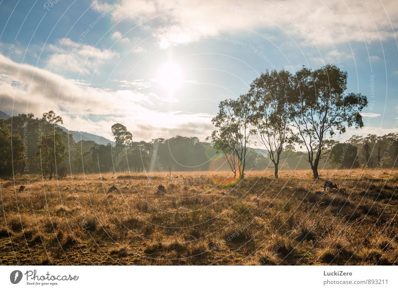 Good Morning Australia Vacation & Travel Tourism Adventure Far-off places Summer Summer vacation Sun Nature Landscape Plant Animal Sky Clouds Spring Weather