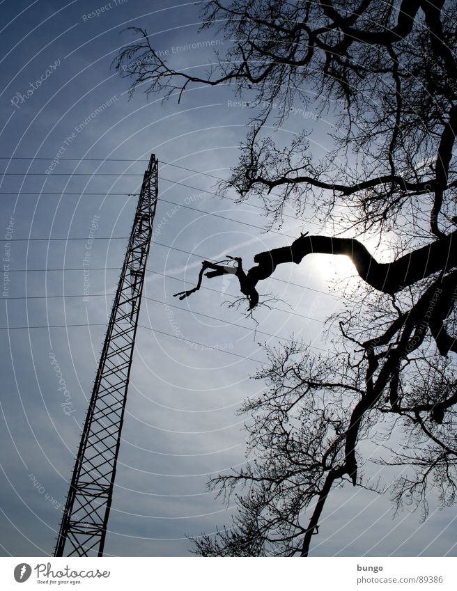 delightfulness Tree Branched Plant Electricity pylon Cable Clouds Long Back-light Silhouette Dark Threat Storm Natural phenomenon Twilight Night Sunbeam Muddled