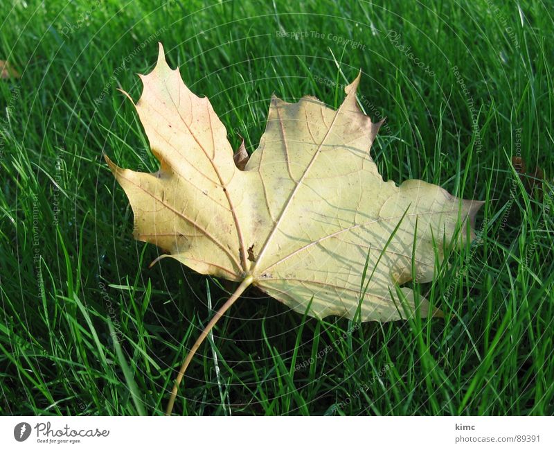 golden autumn leaf Meadow Green Leaf Maple tree Autumn Seasons Tree Lawn Nature Branch