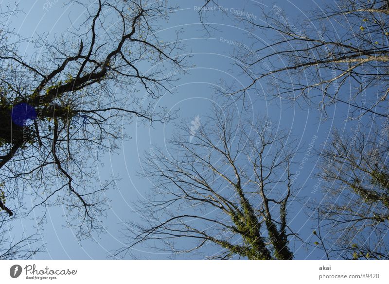 Heaven on Earth 5 Sky Coniferous trees Forest Sky blue Geometry Deciduous tree Perspective Coniferous forest Deciduous forest Glade Paradise Clearing Calm Green