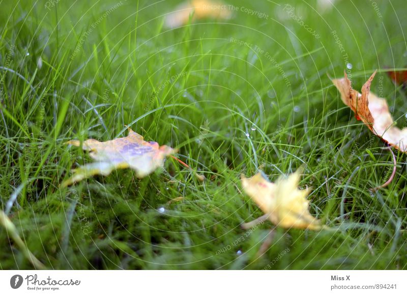 autumn messengers Environment Nature Drops of water Autumn Weather Rain Grass Leaf Meadow Cold Wet Autumnal weather Autumn leaves Early fall Dew Colour photo