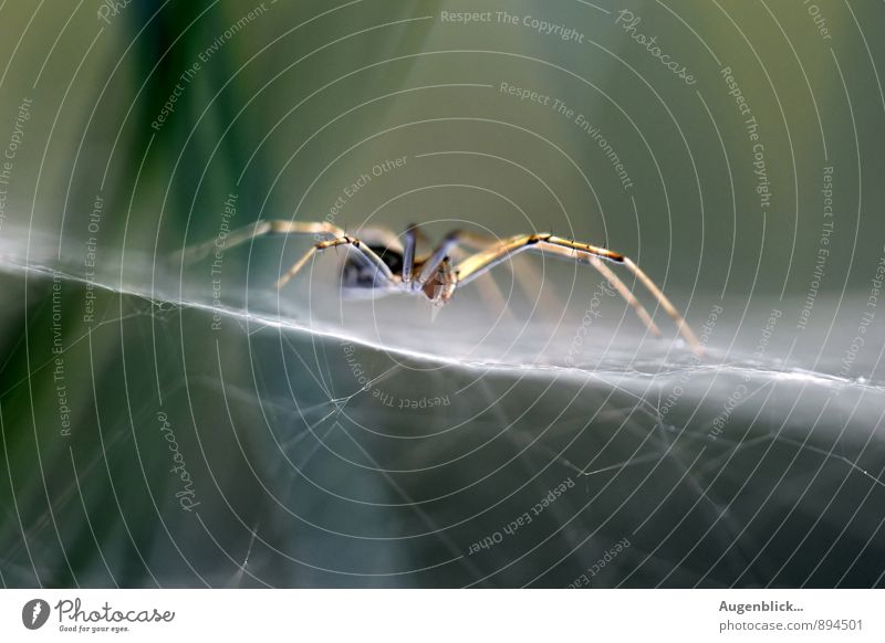 wait... Animal Spider 1 Dark Creepy Near Natural Contentment Precision Close-up Macro (Extreme close-up) Twilight