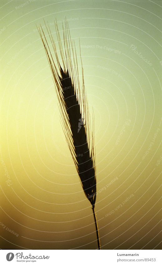 Alone not to be one of many Grain Summer Loneliness Ear of corn Delicate Stalk Blade of grass Isolated Individual Colour photo Detail Deserted Copy Space top