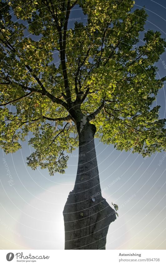 tree Environment Nature Plant Air Sky Cloudless sky Sun Sunlight Summer Weather Beautiful weather Tree Leaf Park Vienna Stand Blue Yellow Green Black