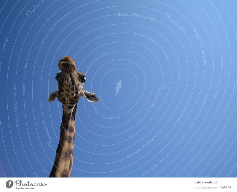 Overview of the Vantage point Zoo Knee Pelt Worm's-eye view Bird's-eye view Animal Happiness Exterior shot Africa Mammal Giraffe Sky Rapperswil Children's Zoo