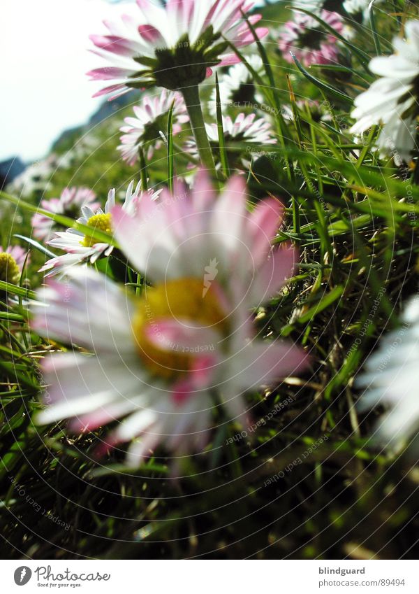 approaching bumblebee - the return Daisy Meadow Deep Grass Flower Green Pink White Tree Near Plant Nature Spring Macro (Extreme close-up) Close-up Wild animal