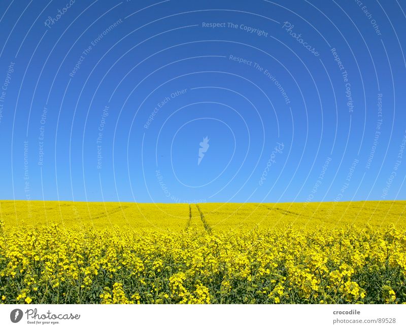 rap #1 Canola Field Spring Ecological Diesel Carbon dioxide Climate change Yellow Stripe Stalk Oxygen Agriculture Leaf green Organic produce Blossoming Sky