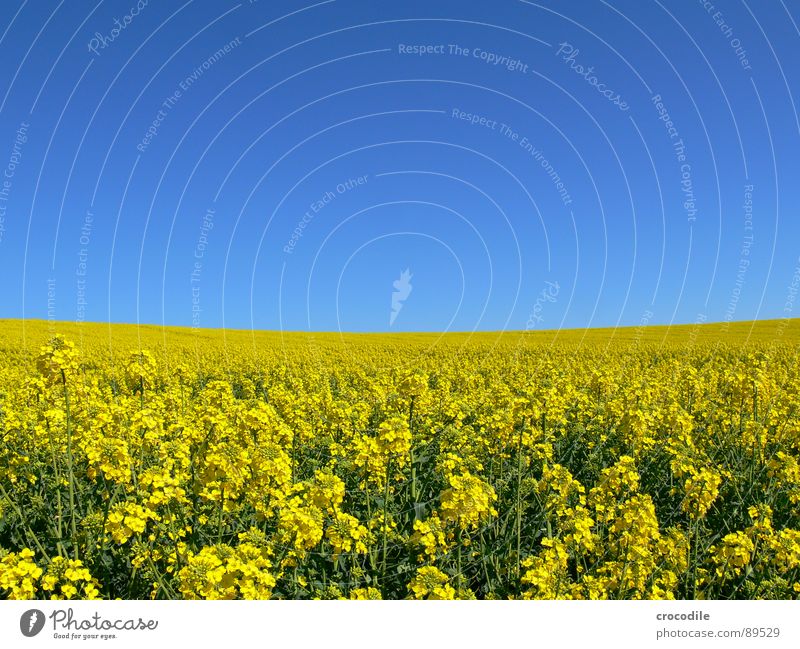 rap #2 Canola Field Spring Ecological Diesel Carbon dioxide Climate change Yellow Stripe Stalk Oxygen Agriculture Leaf green Organic produce Blossoming Sky
