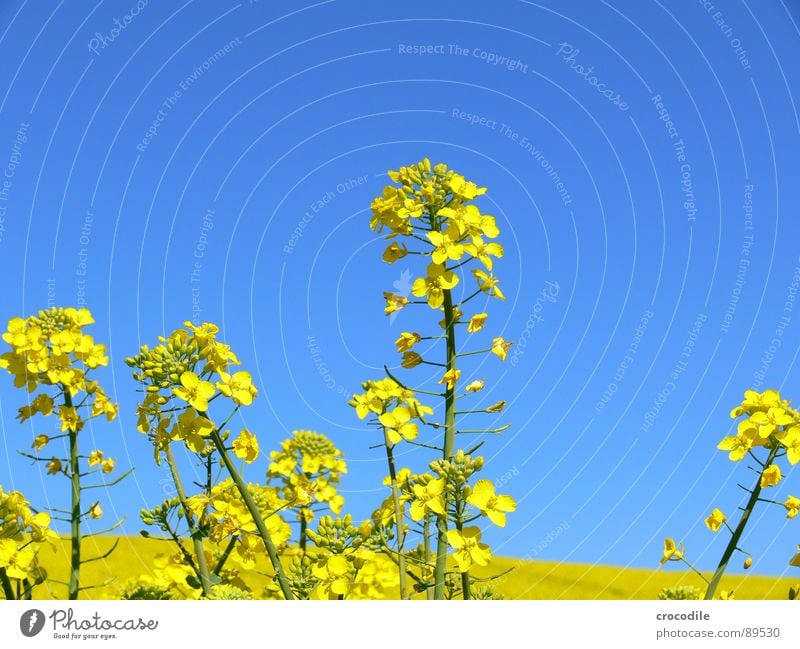 rap #3 Canola Field Spring Ecological Diesel Carbon dioxide Climate change Yellow Stripe Stalk Oxygen Agriculture Leaf green Organic produce Blossoming Sky