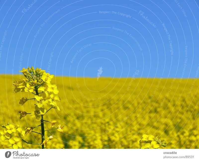 Rape #4 Canola Field Spring Ecological Diesel Carbon dioxide Climate change Yellow Stripe Stalk Oxygen Agriculture Leaf green Organic produce Blossoming Sky