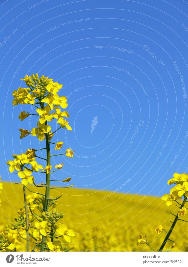 rap #5 Canola Field Spring Ecological Diesel Carbon dioxide Climate change Yellow Stripe Stalk Oxygen Agriculture Leaf green Organic produce Blossoming Sky