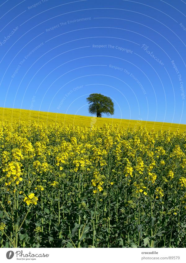 rap #6 Canola Field Spring Ecological Diesel Carbon dioxide Climate change Yellow Stripe Stalk Oxygen Leaf green Tree Loneliness Organic produce Blossoming Sky