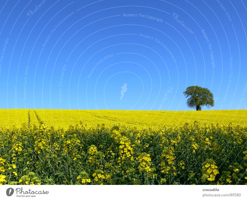 rap #7 Canola Field Spring Ecological Diesel Carbon dioxide Climate change Yellow Stripe Stalk Oxygen Leaf green Tree Loneliness Organic produce Blossoming Sky