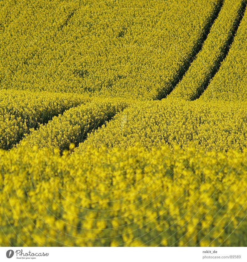 Yellow mountain and valley lift Canola Tracks Parallel Field Bio-diesel Middle Spring useful plant Odor Upward Downward mountain and valley railway