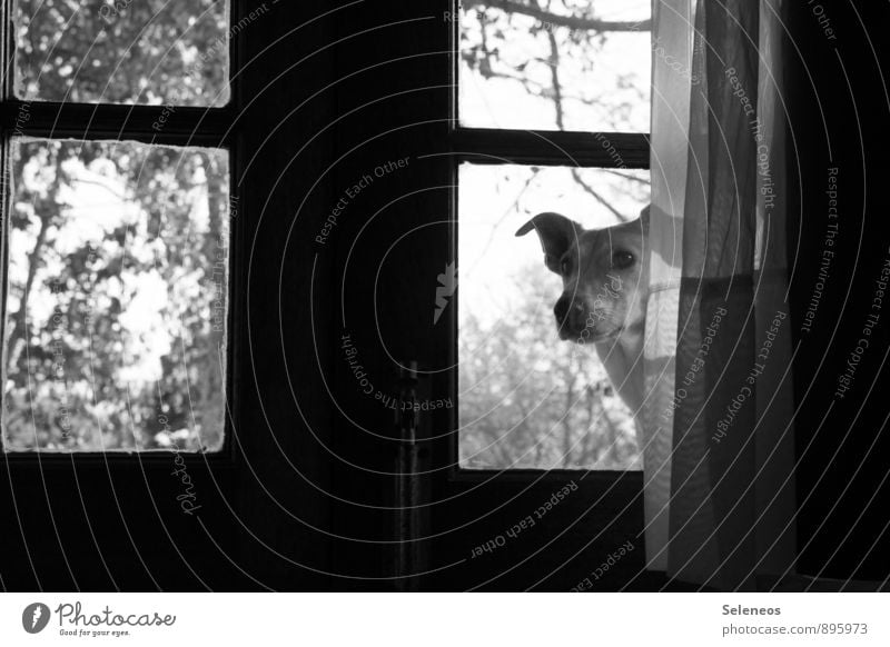 Play? Room Tree Door Glass door Curtain Window Window pane Drape Animal Pet Dog Animal face 1 Observe Curiosity Love of animals Black & white photo