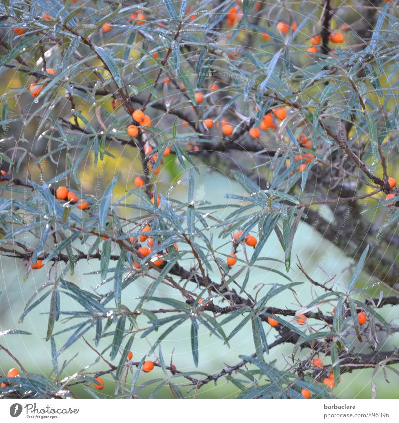 sea buckthorn Food Cosmetics Nature Plant Sunlight Autumn Tree Bushes Leaf Agricultural crop Wild plant Sallow thorn Berries Garden Growth Fresh Many Blue
